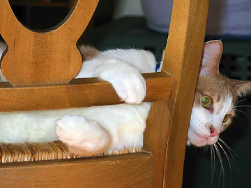 an orange and white cat looks is playfully intertwined in the back of a chair